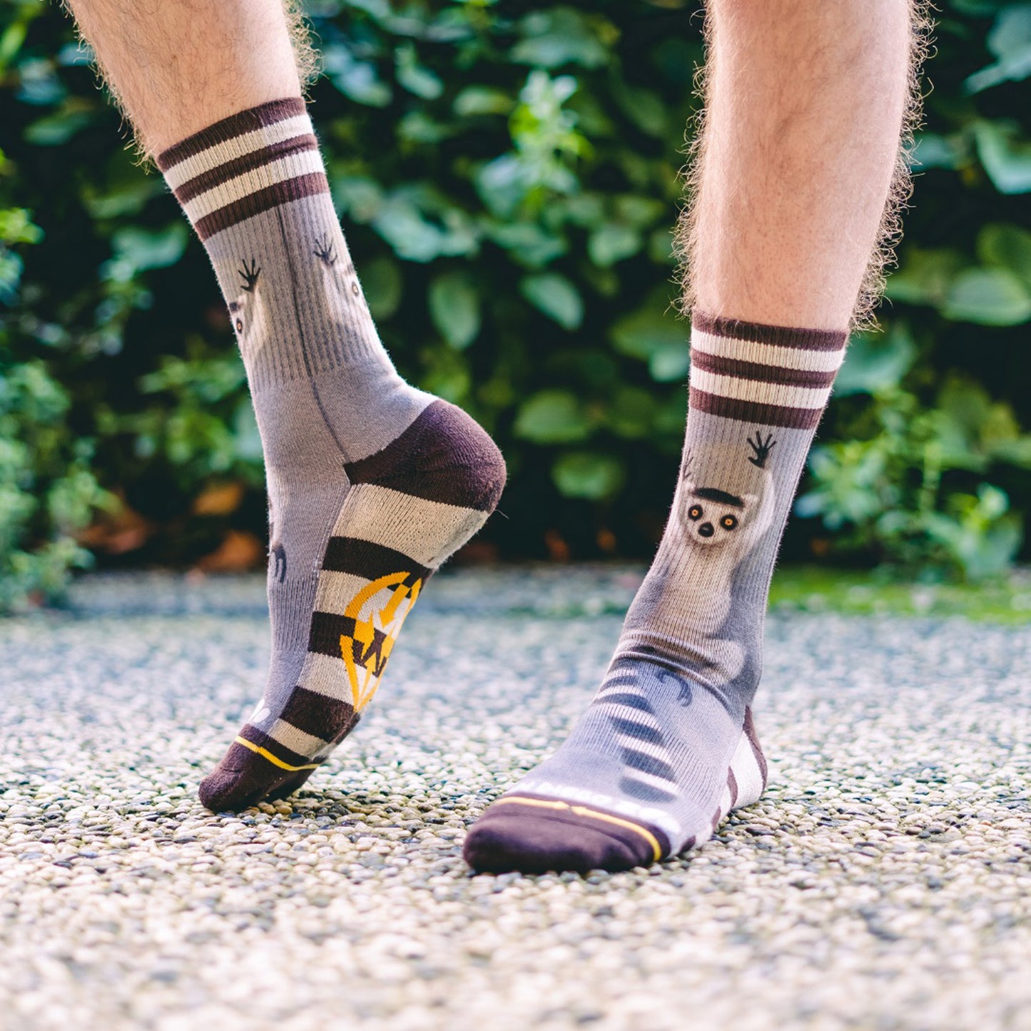 Chaussettes MERGE4 RING TAIL LEMUR